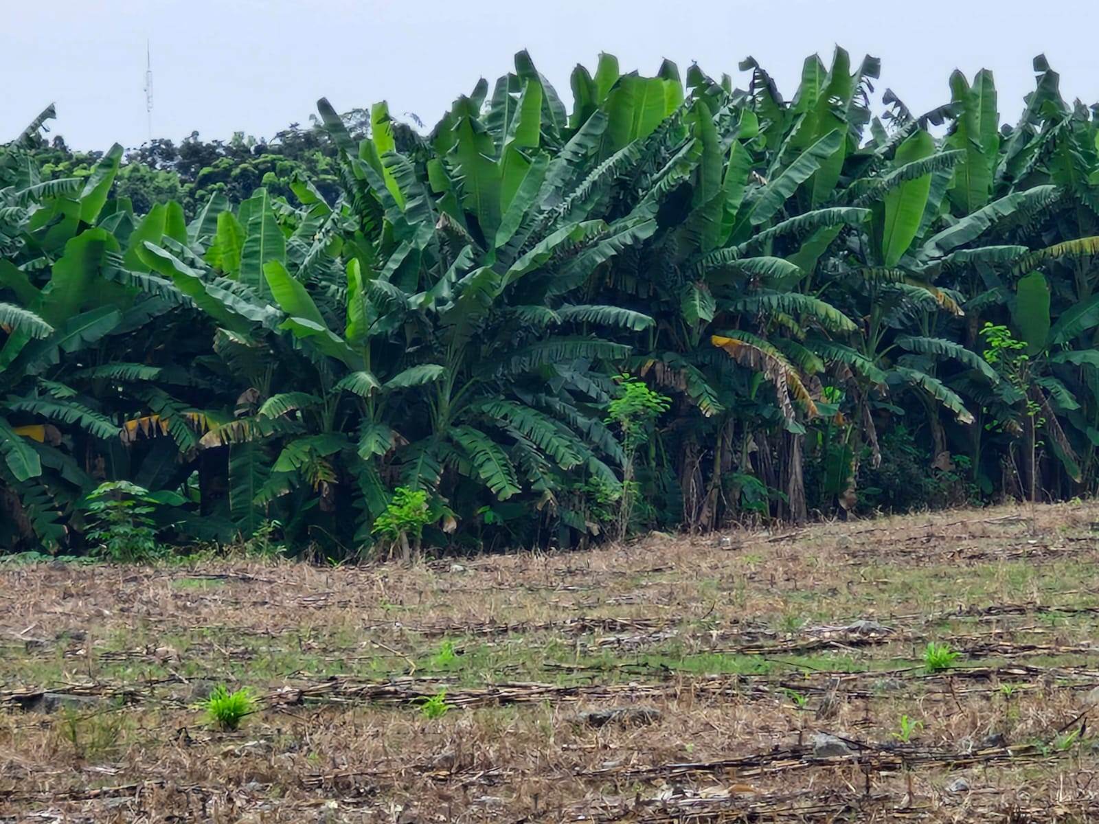 Banana plantation field
