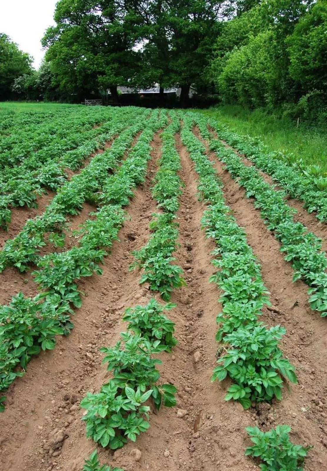 Agricultural sourcing